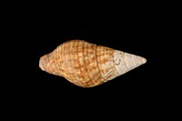 藏品(褐線峨螺)的圖片